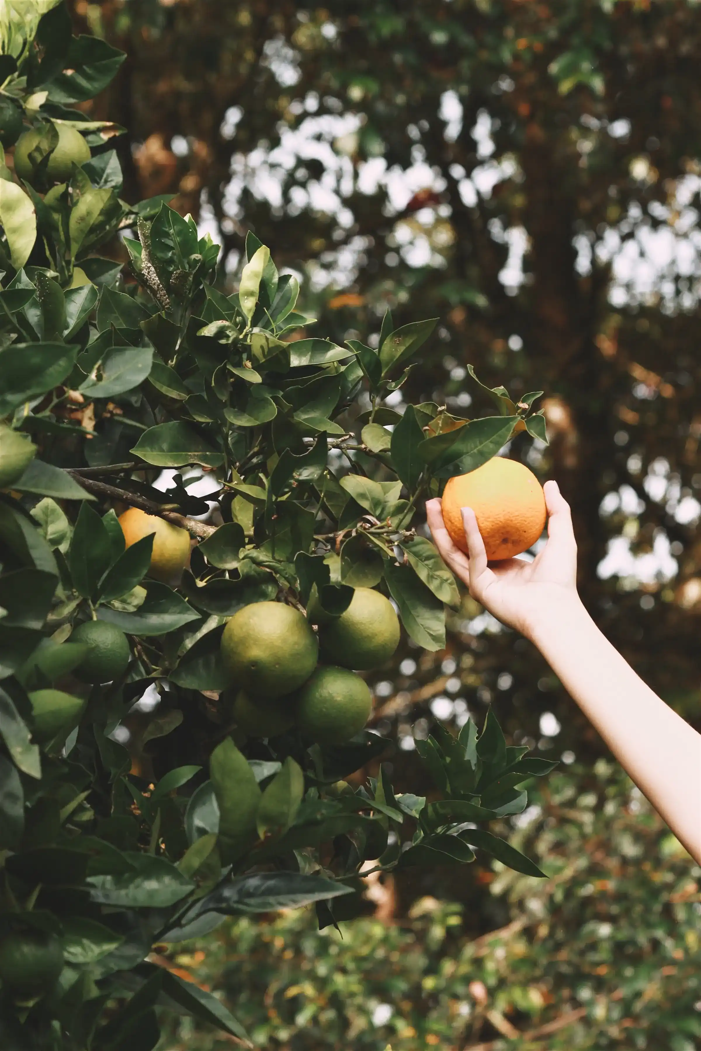 Hand picking a ripe orange from an organic tree, highlighting Colectivo Orgánico's farm-to-table fresh produce.