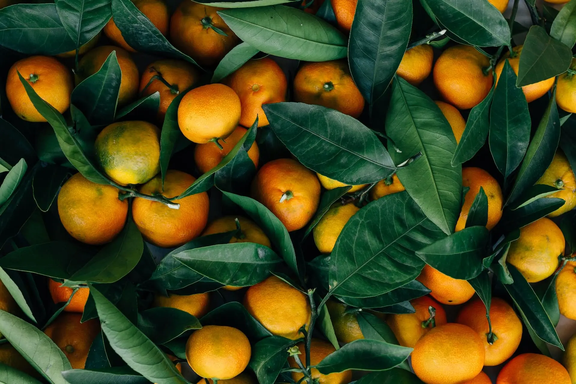 Fresh organic citrus fruits with leaves, directly from Colectivo Orgánico's sustainable farms in Mexico.