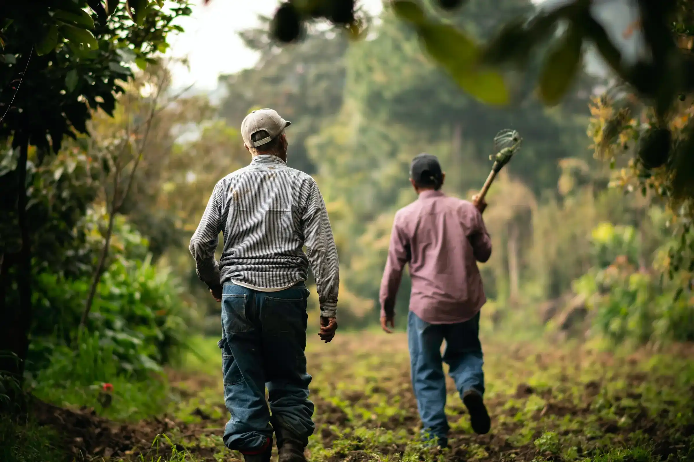 Two Mexican farmers walking through a lush organic farm, a testament to Colectivo Orgánico's commitment to supporting local agriculture.