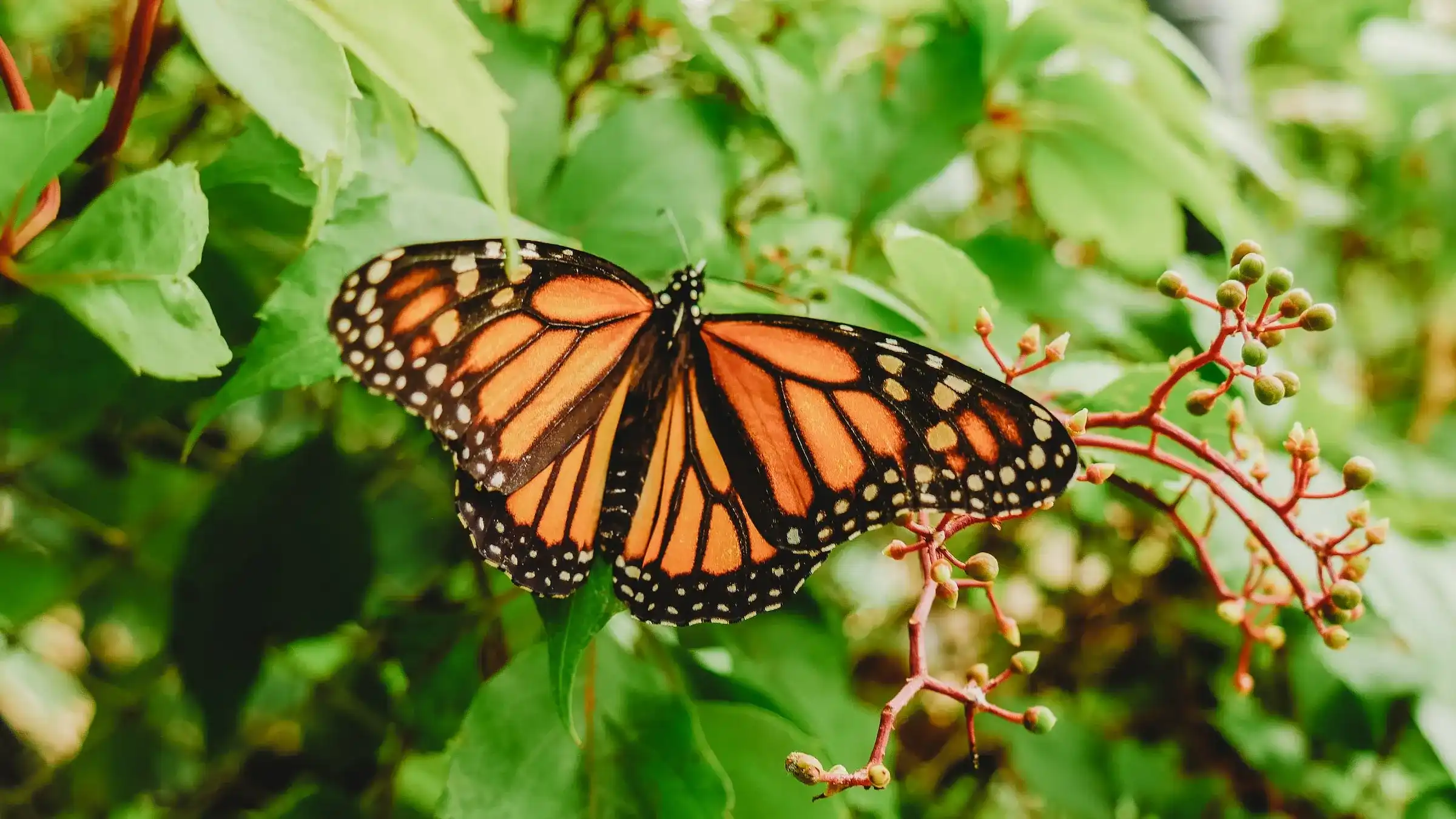 Monarch butterfly perched delicately on a flowering plant, symbolizing the natural beauty and biodiversity supported by Colectivo Orgánico.