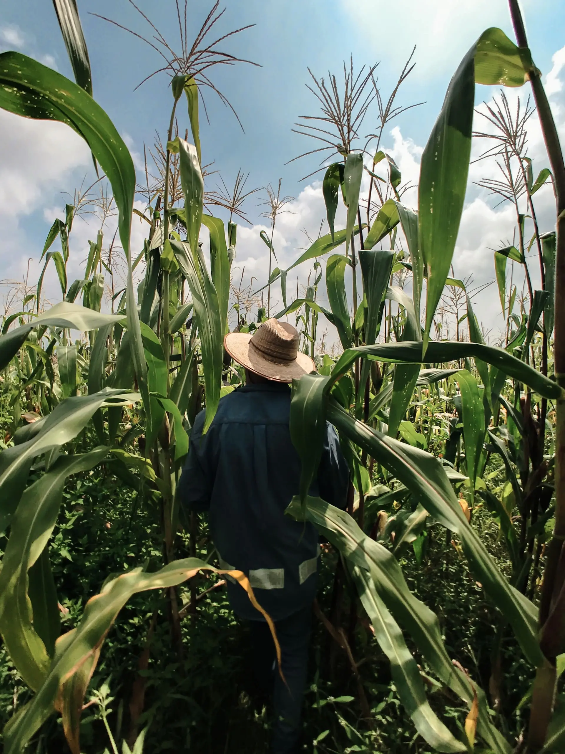 Local Mexican farmer tending to an organic cornfield, embodying the sustainable agriculture of Colectivo Orgánico.